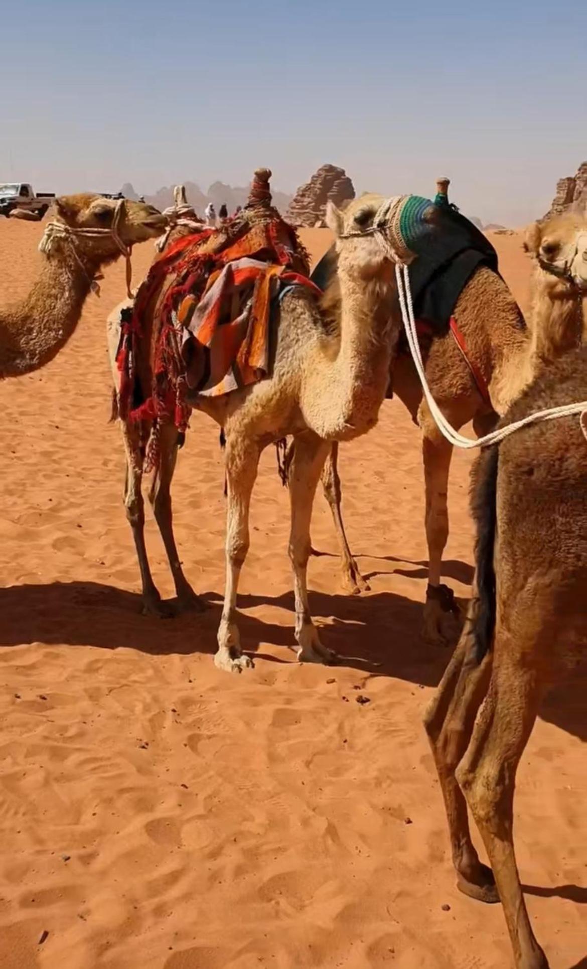 Mozoon Camp Hotel Wadi Rum Buitenkant foto